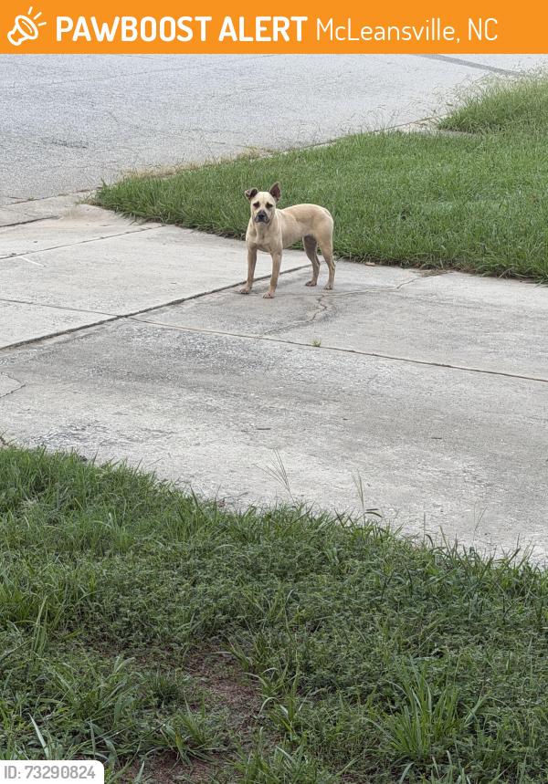 Found/Stray Female Dog last seen Covered Wagon Rd, McLeansville, NC 27301