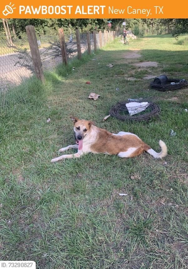 Found/Stray Male Dog last seen Williby and Coach Light, New Caney, TX 77357