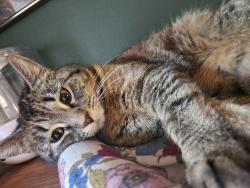 Lost Female Cat last seen Outside, Spokane Valley, WA 99206