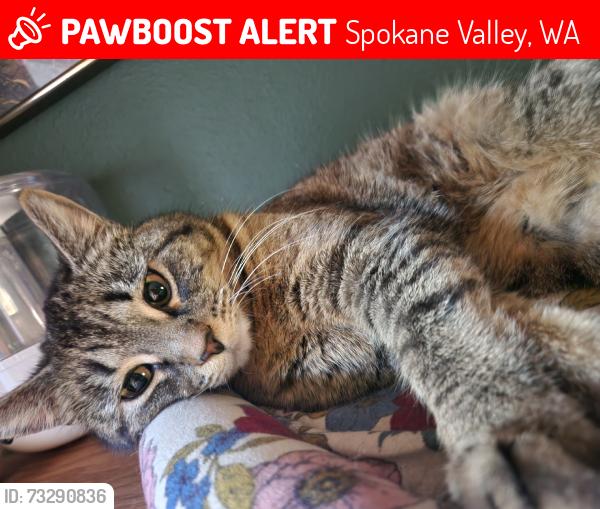 Lost Female Cat last seen Outside, Spokane Valley, WA 99206