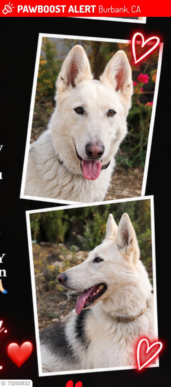 Lost Male Dog last seen Burbank and clybourn, Burbank, CA 91505