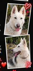 Lost Male Dog last seen Burbank and clybourn, Burbank, CA 91505