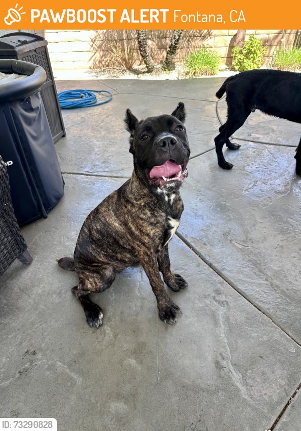 Found/Stray Female Dog last seen Duncan Canyon and Brookside, Fontana, CA 92336