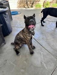 Found/Stray Female Dog last seen Duncan Canyon and Brookside, Fontana, CA 92336