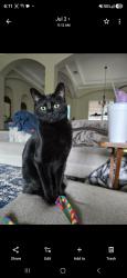 Reunited Male Cat last seen Alamo Ranch, San Antonio, TX 78254