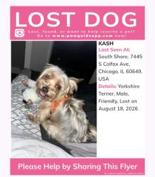 Lost Male Dog last seen 77th and phillips, Chicago, IL 60649