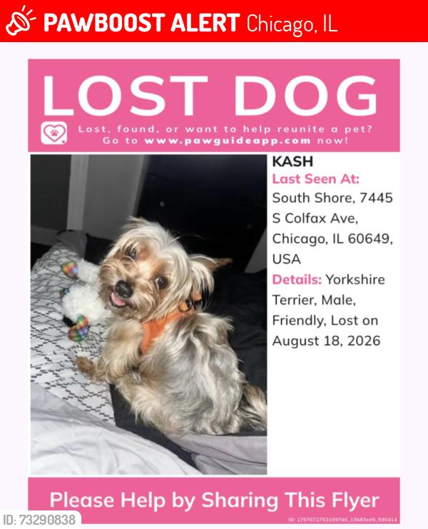 Lost Male Dog last seen 77th and phillips, Chicago, IL 60649