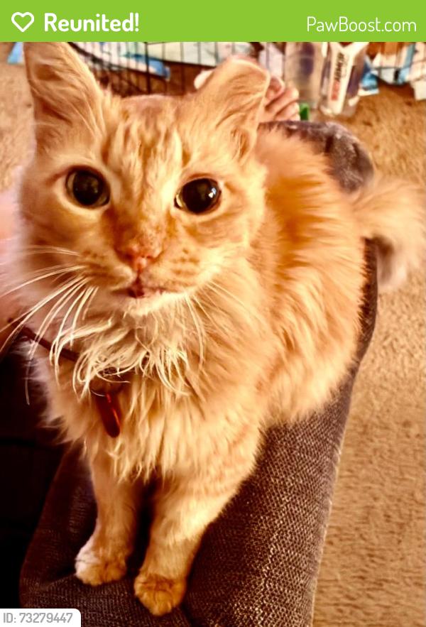 Reunited Male Cat last seen Finch park McKinney Texas, McKinney, TX 75069