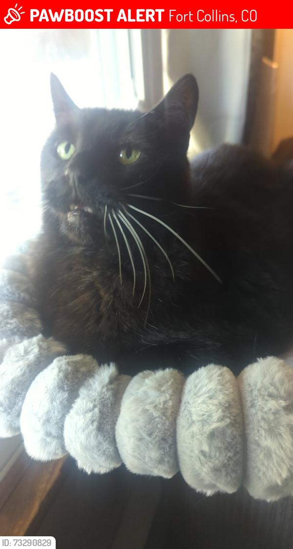 Lost Male Cat last seen At home, address listed, Fort Collins, CO 80524
