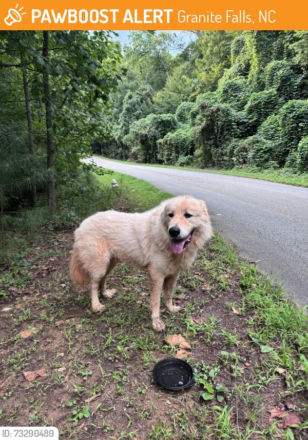 Found/Stray Male Dog last seen Lakeside Park, Granite Falls, NC 28630