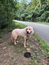 Found/Stray Male Dog last seen Lakeside Park, Granite Falls, NC 28630