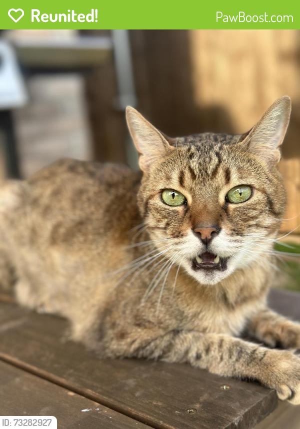 Reunited Male Cat last seen Banderista, Royse City, TX 75189