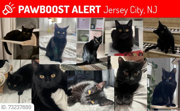 Lost Male Cat last seen Danforth Plaza, Jersey City, NJ 07305