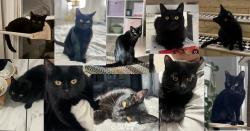 Lost Male Cat last seen Danforth Plaza, Jersey City, NJ 07305