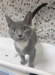 Shelter Stray Male Cat last seen MAGNOLIA AND JACKSON ST, RIVERSIDE, CA, 6851 Van Buren Boulevard, Jurupa Valley, CA 92509, USA