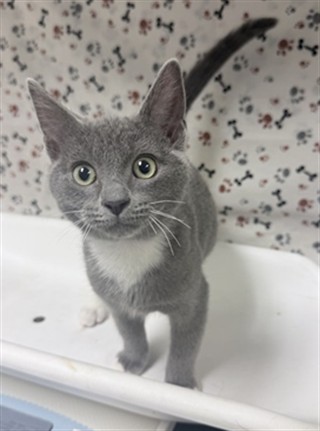 Shelter Stray Male Cat last seen MAGNOLIA AND JACKSON ST, RIVERSIDE, CA, 6851 Van Buren Boulevard, Jurupa Valley, CA 92509, USA