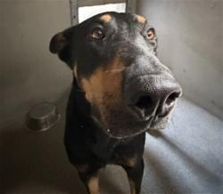 Shelter Stray Male Dog last seen SIDEWINDER, 333 Chandler Pl, San Bernardino, CA 92408, USA