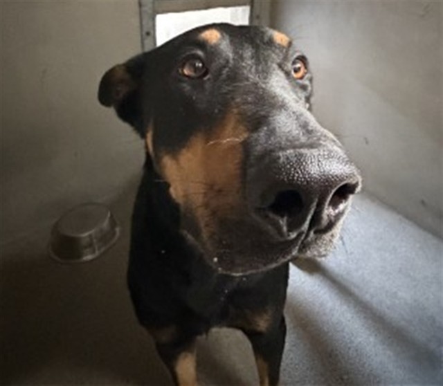 Shelter Stray Male Dog last seen SIDEWINDER, 333 Chandler Pl, San Bernardino, CA 92408, USA