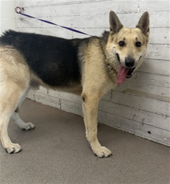 Shelter Stray Male Dog last seen Near BLOCK MEDICAL CENTER DR, 333 Chandler Pl, San Bernardino, CA 92408, USA