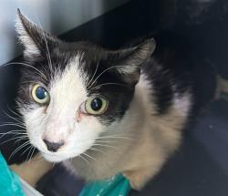 Shelter Stray Female Cat last seen , 4275 Elton St, Baldwin Park, CA 91706, USA