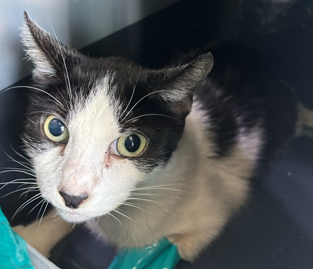 Shelter Stray Female Cat last seen , 4275 Elton St, Baldwin Park, CA 91706, USA