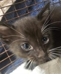 Shelter Stray Female Cat last seen , West Valley Animal Shelter, 20655 Plummer St, Chatsworth, CA 91311, USA