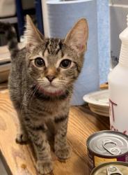 Shelter Stray Female Cat last seen , 957 N Gaffey St, San Pedro, CA 90731, USA