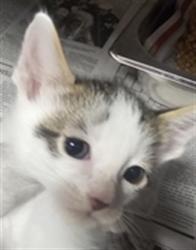 Shelter Stray Male Cat last seen , West Valley Animal Shelter, 20655 Plummer St, Chatsworth, CA 91311, USA
