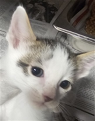 Shelter Stray Male Cat last seen , West Valley Animal Shelter, 20655 Plummer St, Chatsworth, CA 91311, USA