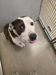 Shelter Stray Male Dog last seen Near BLOCK W MEADOW WOOD WAY, 4522 W 3500 S, West Valley City, UT 84120, USA