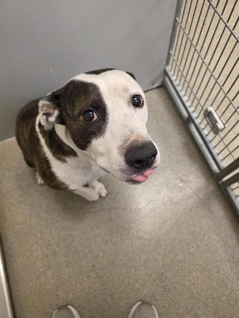 Shelter Stray Male Dog last seen Near BLOCK W MEADOW WOOD WAY, 4522 W 3500 S, West Valley City, UT 84120, USA