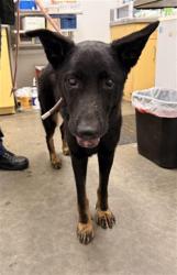 Shelter Stray Female Dog last seen , 1850 W 60th St, Los Angeles, CA 90047, USA