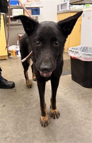 Shelter Stray Female Dog last seen , 1850 W 60th St, Los Angeles, CA 90047, USA