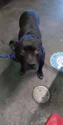 Shelter Stray Female Dog last seen , 1850 W 60th St, Los Angeles, CA 90047, USA
