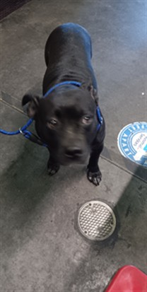 Shelter Stray Female Dog last seen , 1850 W 60th St, Los Angeles, CA 90047, USA