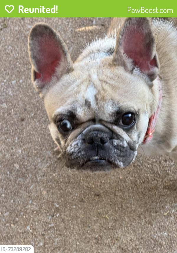 Reunited Female Dog last seen 15th, Edmond, OK 73025