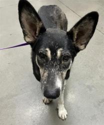 Shelter Stray Female Dog last seen Near BLOCK E JENSEN AVE, FRESNO CA 93725 2105, 5277 E Airways Blvd, Fresno, CA 93727, USA