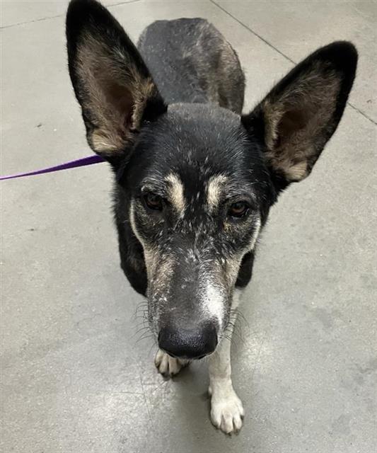 Shelter Stray Female Dog last seen Near BLOCK E JENSEN AVE, FRESNO CA 93725 2105, 5277 E Airways Blvd, Fresno, CA 93727, USA