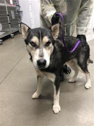 Shelter Stray Female Dog last seen Near BLOCK E JENSEN AVE, FRESNO CA 93725 2105, 5277 E Airways Blvd, Fresno, CA 93727, USA