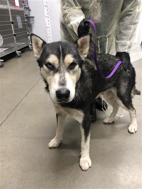 Shelter Stray Female Dog last seen Near BLOCK E JENSEN AVE, FRESNO CA 93725 2105, 5277 E Airways Blvd, Fresno, CA 93727, USA