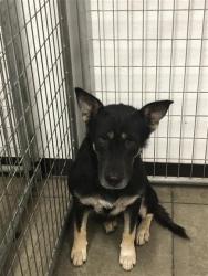 Shelter Stray Female Dog last seen Near BLOCK E JENSEN AVE, FRESNO CA 93725 2105, 5277 E Airways Blvd, Fresno, CA 93727, USA