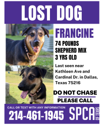 Reunited Female Dog last seen Cardinal and Kathleen, Dallas, TX 75216