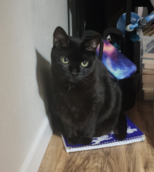 Reunited Female Cat last seen Pearl & Ellis St, Waukesha, WI 53186