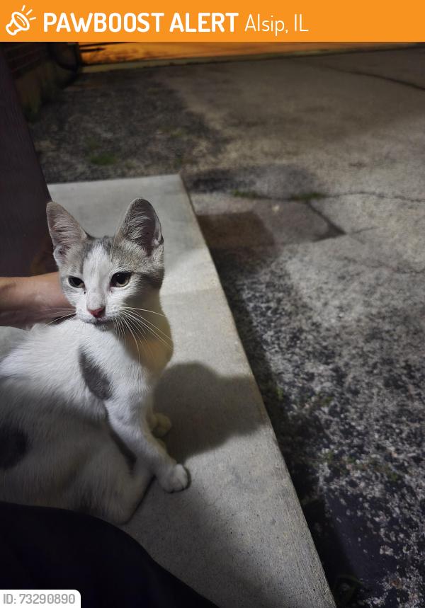 Found/Stray Male Cat last seen 127th and kostner, Alsip, IL 60803