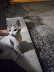 Found/Stray Male Cat last seen 127th and kostner, Alsip, IL 60803