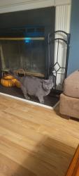 Lost Female Cat last seen Easthampton and Birchford ct, Raleigh, NC 27604