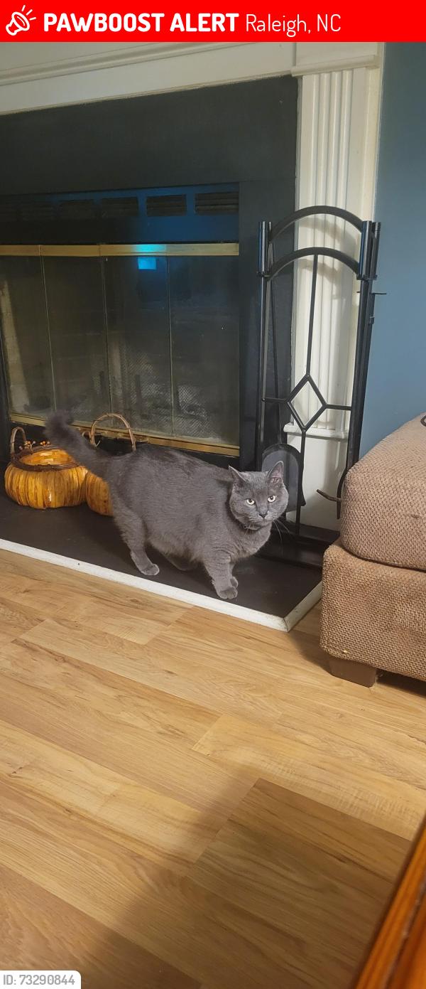 Lost Female Cat last seen Easthampton and Birchford ct, Raleigh, NC 27604