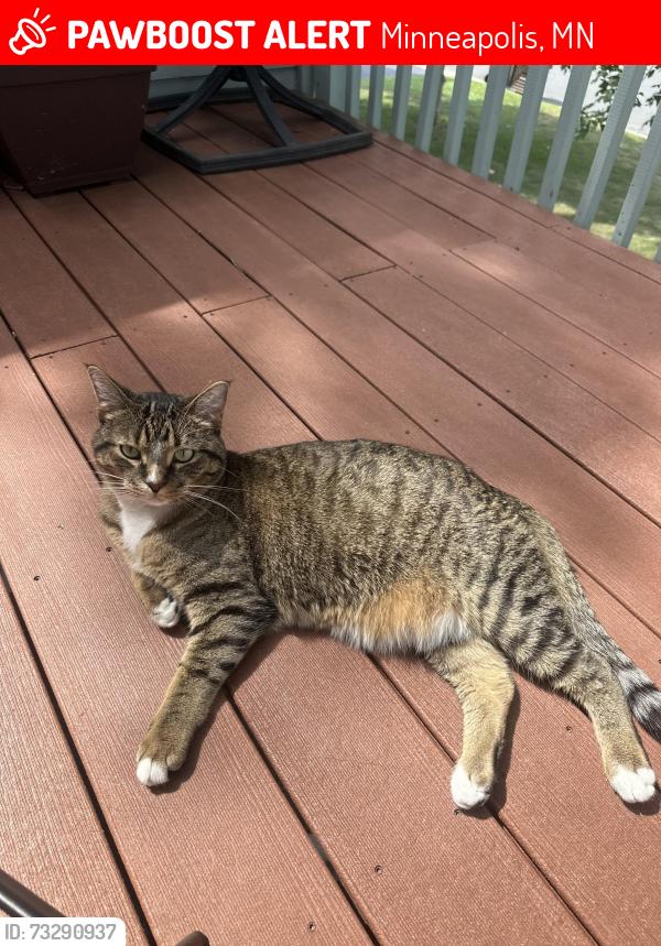 Lost Male Cat last seen Xaviar road, Minneapolis, MN 55437