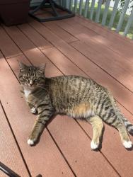 Lost Male Cat last seen Xaviar road, Minneapolis, MN 55437