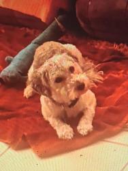 Lost Male Dog last seen Oildale dr & Beardsley ave, Oildale, CA 93308